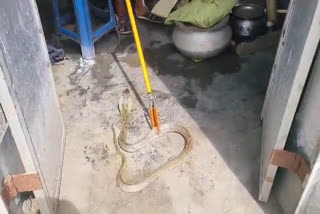 Venomous Snake at ICDS Centre