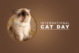 INTERNATIONAL CAT DAY