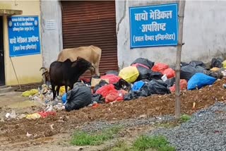 biomedical waste eating cows is surguja