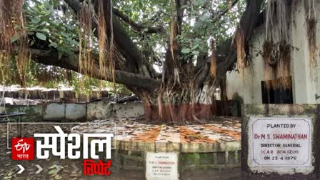 Tree planted by Dr. MS Swaminathan