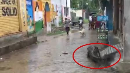 Video: Crocodile Seen Strolling On Uttar Pradesh Street