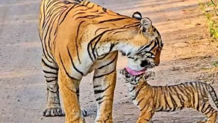 New Tiger Reserve In Chhattisgarh, Fourth In State