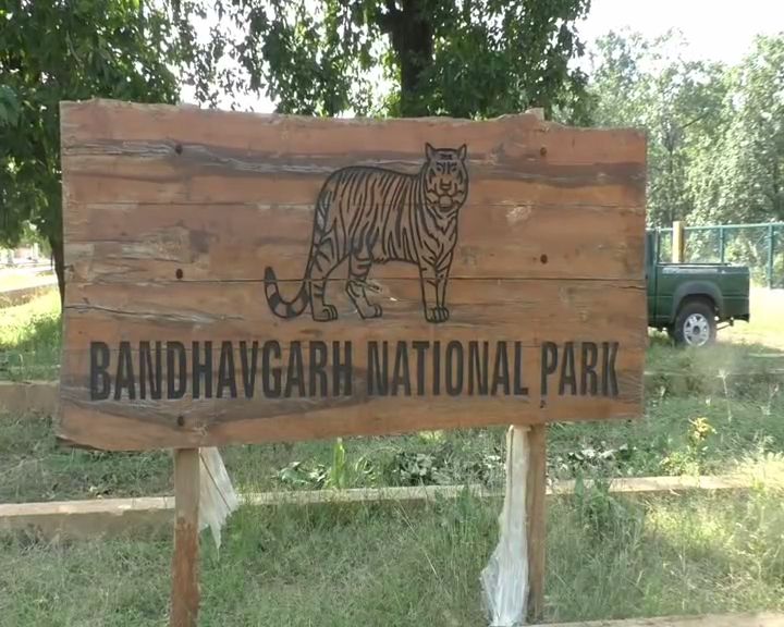 deers in bandhavgarh tiger reserve