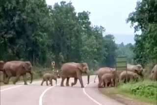 ELEPHANT ON HIGHWAY KORBA