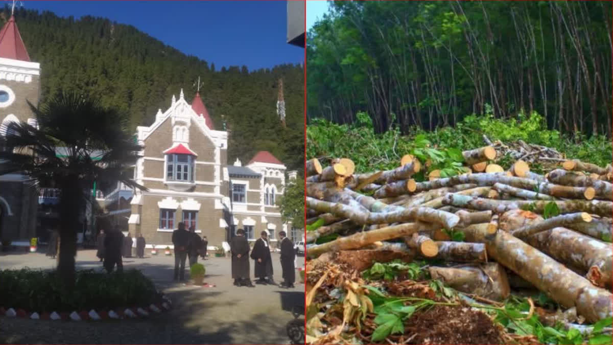 Nainital High Court hands over investigation into illegal construction and cutting of 6000 trees to CBI