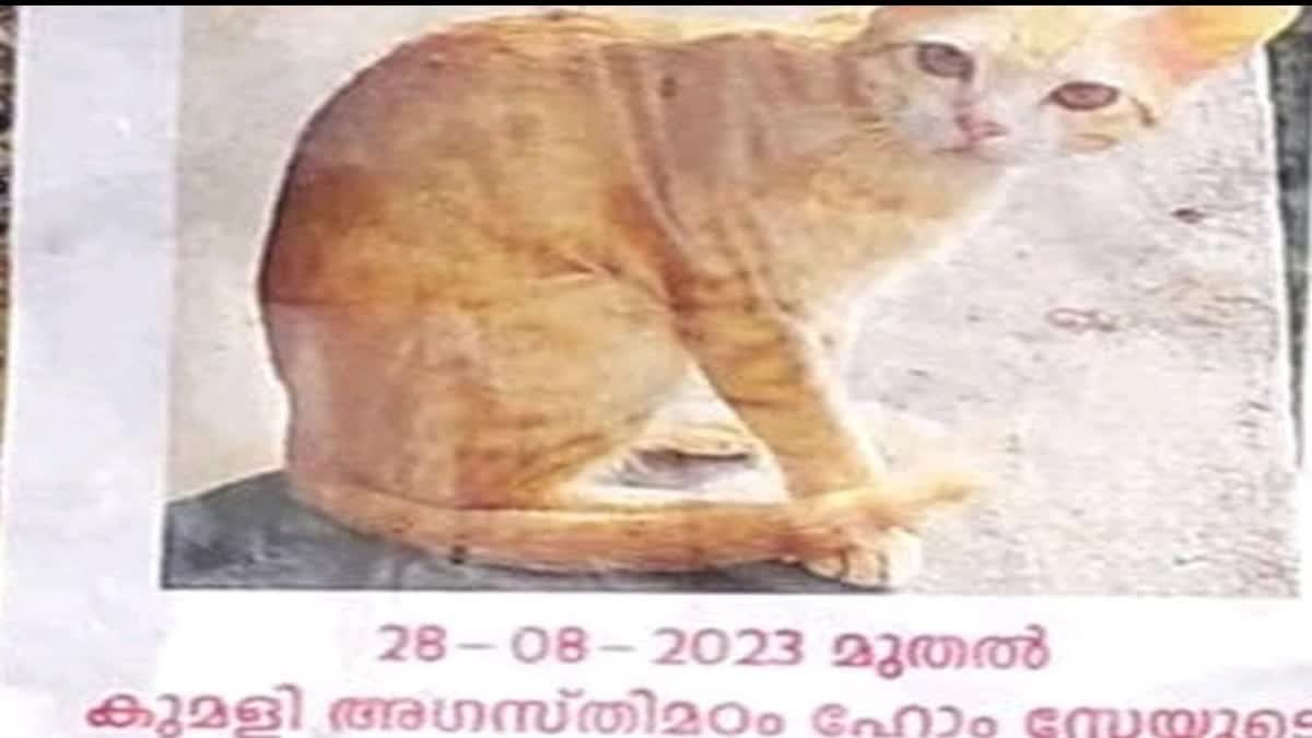 Owner Has Announced A Reward For Finding Missing  finding missing pet cat kunjikkuttan  finding missing pet cat kunjikkuttan Malayalam  A Reward For Finding Missing Pet Cat  cat kunjikkuttan  reward of Rs 4000  idukki  idukki news  pet missing  cat missing  pet news malayalam  ഓറഞ്ച് ക്യാറ്റ് വിഭാഗത്തിൽപ്പെട്ട പൂച്ച  കുഞ്ഞിക്കുട്ടനെന്ന് വിളിക്കുന്ന പൂച്ച  കുഞ്ഞിക്കുട്ടനെന്ന് വിളിക്കുന്ന പൂച്ച കാണാതായി  കഴിഞ്ഞ മാസം 28 മുതൽ കുമളിയിൽനിന്ന് കാണാതാവുന്നത്  4000 രൂപ പാരിതോഷികം പ്രഖ്യാപിച്ച് വീട്ടമ്മ  കുഞ്ഞിക്കുട്ടനെ കാണാതായി 4000 രൂപ പാരിതോഷികം  4000 രൂപ പാരിതോഷികം  പൂച്ചയെ കാണാതായി  പൂച്ചയെ തിരികെ ലഭിക്കുന്നതിനായി പാരിതോഷികം  പൂച്ചയുടെ ചിത്രത്തോടുകൂടിയ പോസ്‌റ്റററുകൾ കുമളിയിൽ  സമൂഹമാധ്യമങ്ങൾ വഴി പോസ്‌റ്ററുകൾ  കുഞ്ഞിക്കുട്ടൻ എന്ന പൂച്ച  കുഞ്ഞിക്കുട്ടൻ