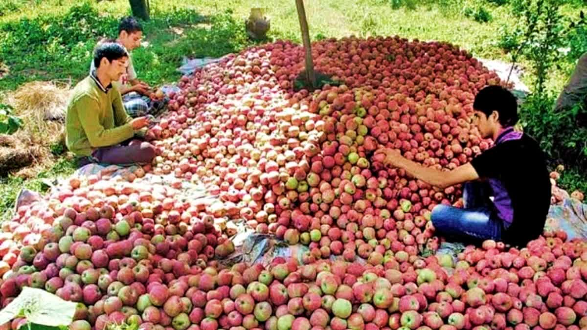 Apple in Kullu