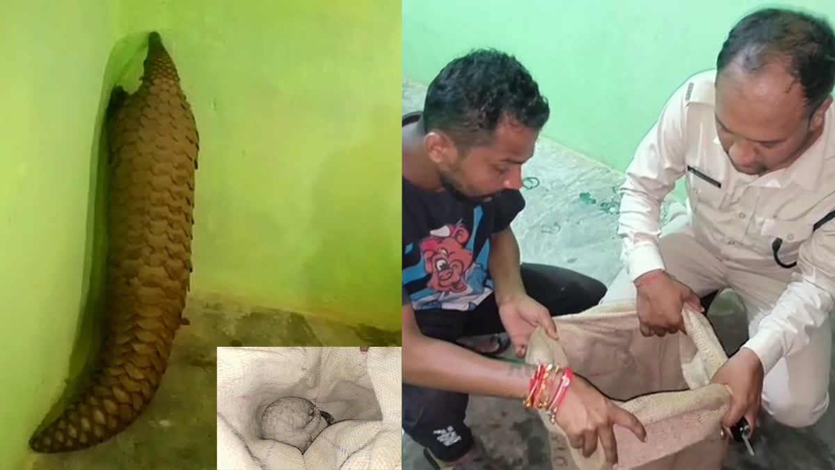 Dhamtari Forest Department Rescued Pangolin