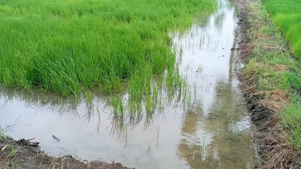 Navsari Rain : લાંબા વિરામ બાદ નવસારીમાં ફરી મેઘરાજાની એન્ટ્રી, 3 ઇંચ જેવો વરસાદ પડ્યો