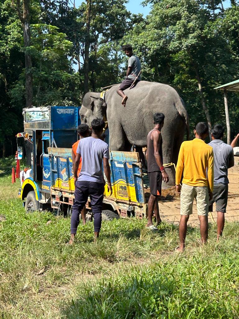 Kunki Elephant for Safari