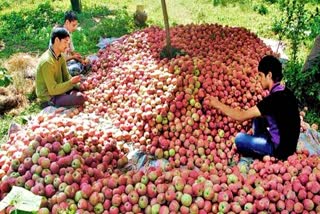 Apple in Kullu