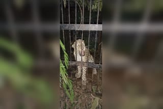 leopard_was_trapped_in_tirumala_trail