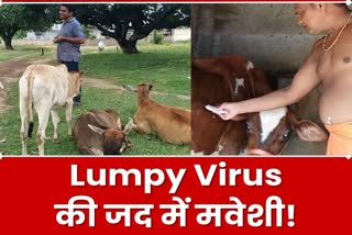Many animals died due to Lumpy virus in Pakur panic among cattle farmers