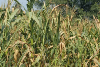 one third crops damaged in Chittorgarh