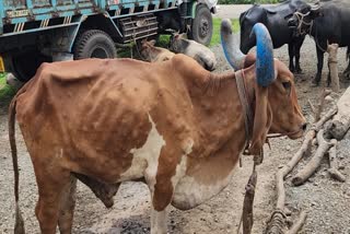 Cow died due to lumpy virus  : રટોટી ગામે લમ્પી વાયરસના કારણે ગાયનું મોત, દસબાર દિવસમાં 7 પશુના મોત