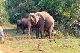 conflict between elephants and humans in Jharkhand