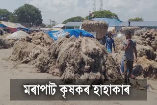 Jute farmers in Darrang