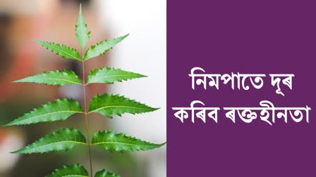 Is neem good for anemia? let's learn about this