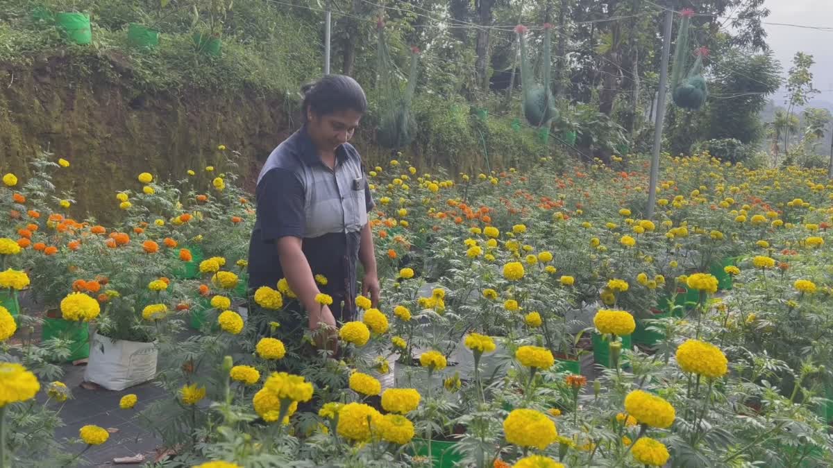 ONAM FESTIVAL  ജമന്തി പൂക്കൾ  ജമന്തി കൃഷി ഇടുക്കി  MARIGOLD CULTIVATION