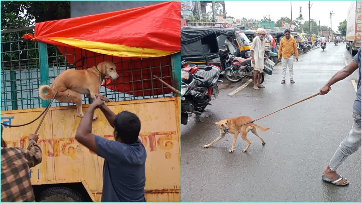 rajgarh Catch street dog campaign