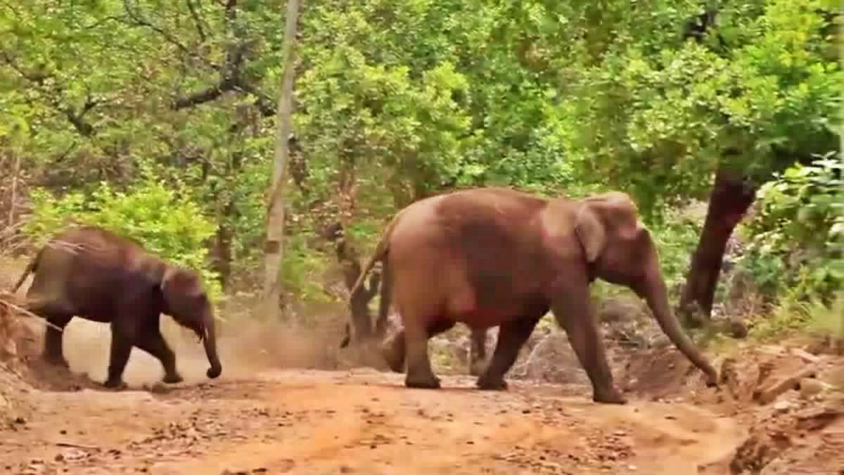 CHINNAKANAL WILD ELEPHANTS  ELEPHANTS DEATH IDUKKI  ചിന്നക്കനാല്‍ കാട്ടാന മരണം  ഇടുക്കി വന്യജീവി പ്രതിസന്ധി