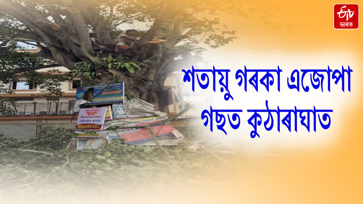 Nature-lover youth file case against cutting a tree that has crossed a hundred years in Jorhat