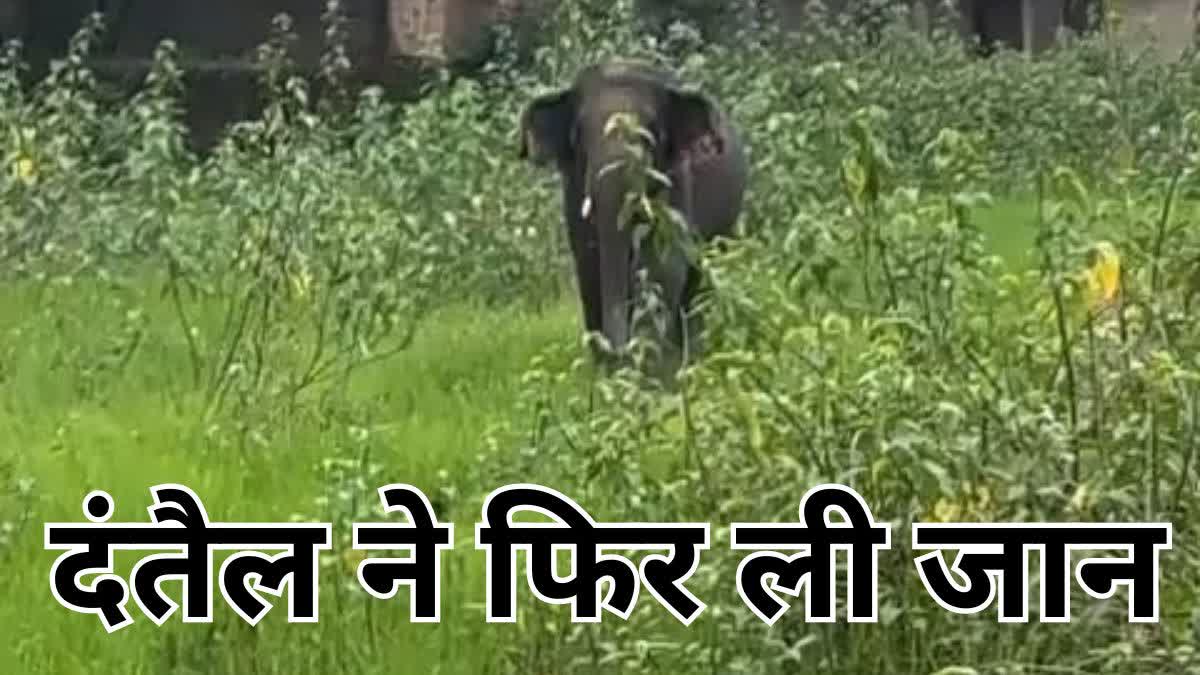 Tusk Elephant crushes woman in Korba Elephant Terror