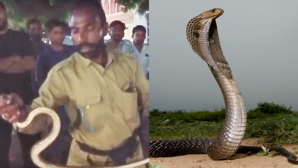 MAIHAR COBRA SNAKE IN BIKE