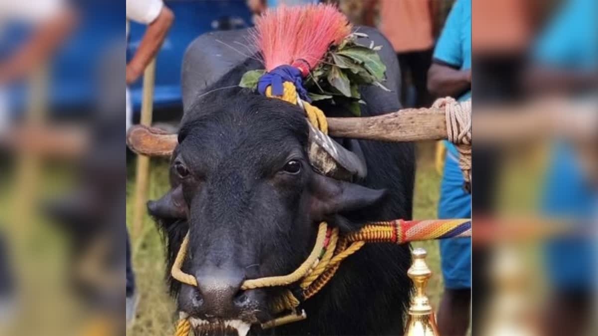 A buffalo sold for Rs 7.11 lakh gives around two dozen liters of milk