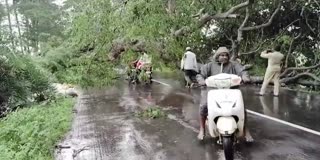 BIG TREE FALLEN ON ROAD