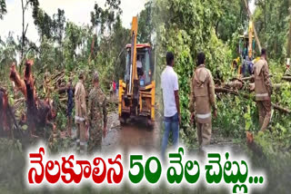 Trees uprooted after Cloud Burst in Mulugu