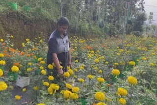 ONAM FESTIVAL  ജമന്തി പൂക്കൾ  ജമന്തി കൃഷി ഇടുക്കി  MARIGOLD CULTIVATION