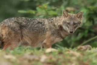 Jackals attack in Mirzapur