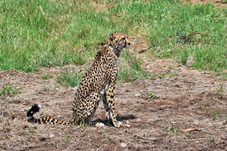 File photo of a Cheetah brought from Namibia to Kuno National Park in Madhya Pradesh.