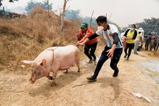 Over 33,000 pigs killed or culled as African Swine Fever outbreak continues in Mizoram