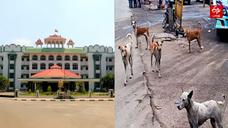 High Court Madurai Bench and Dog