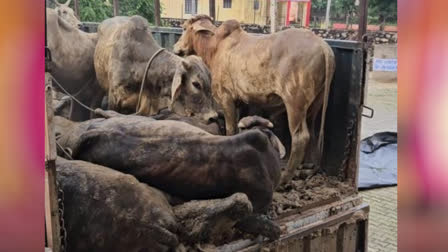 Cow Smuggling in Dausa