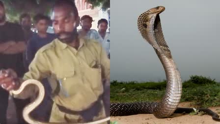 MAIHAR COBRA SNAKE IN BIKE