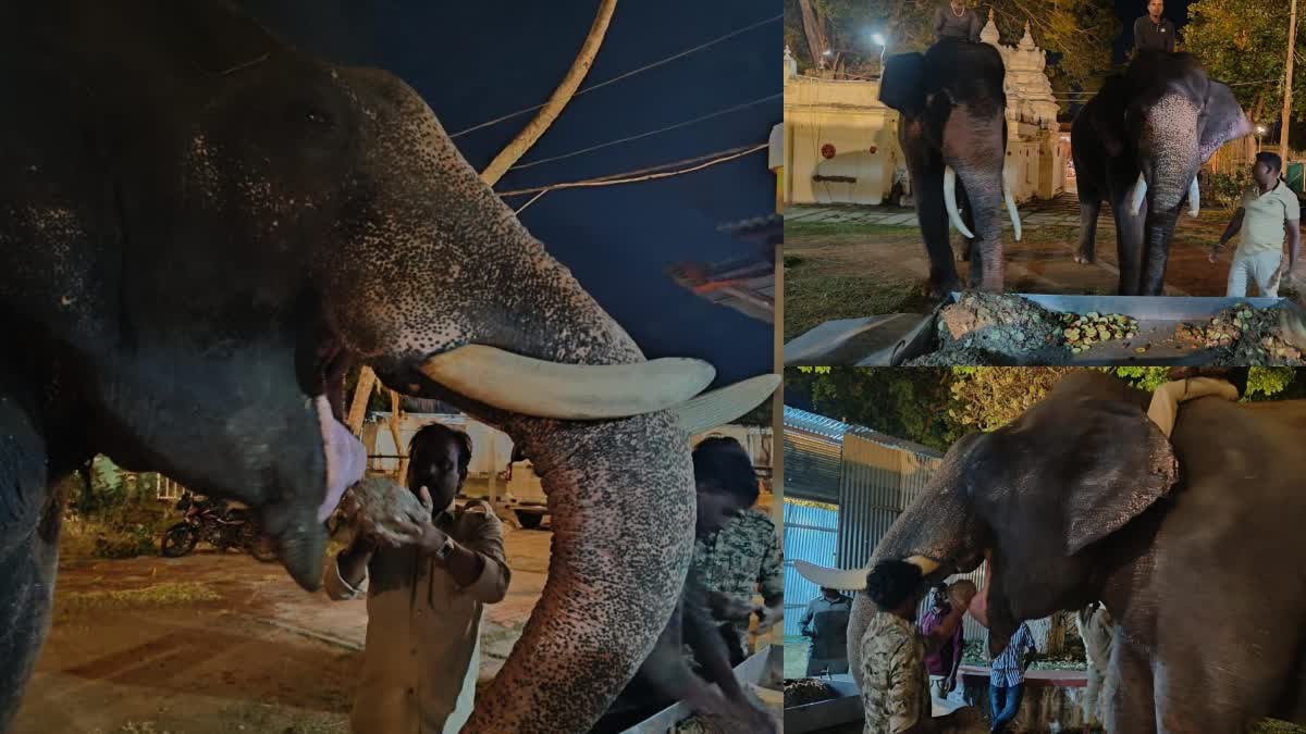 mysore-dasara-2023--preparation-of-foods-for-elephants