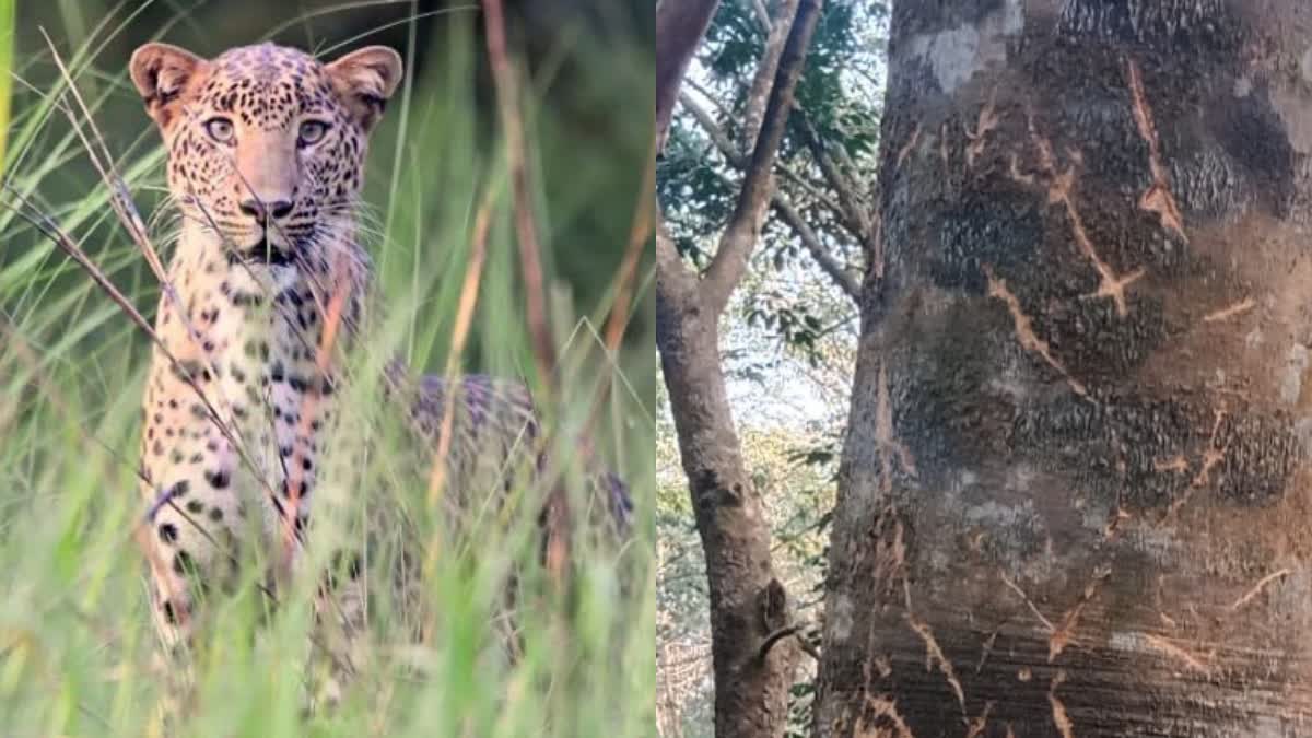 leopard-attacked-calf-in-puttur