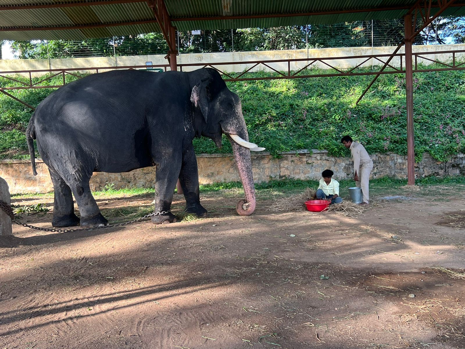 mysore-dasara-2023-preparation-of-foods-for-elephants