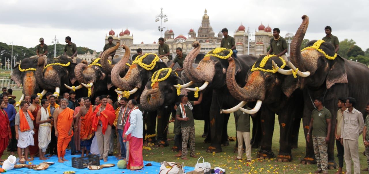mysore-dasara-2023-preparation-of-foods-for-elephants