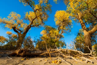 On an already warming planet, plants like oaks and poplars will emit more of a compound that exacerbates poor air quality, contributing to problematic particulate matter and low-atmosphere ozone, claims a study.