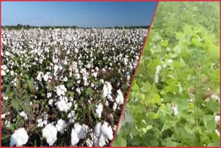 Etv BharatWorld Cotton Day 2023