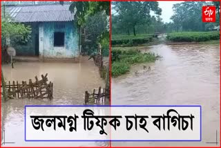 Artificial floods in Tiphuk tea garden in amguri