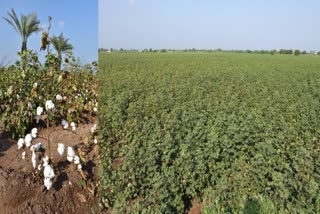 World Cotton Day : સફેદ સોનું કહેવાતો પાક કપાસ, જામનગર જિલ્લામાં કેટલા હેક્ટરમાં વાવેતર થયું વિશ્વ કપાસ દિવસ પર જાણો
