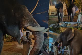 mysore-dasara-2023--preparation-of-foods-for-elephants