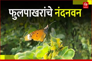 Butterflies In Amravati