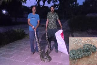 Python Spotted at Jaipur Agra Highway