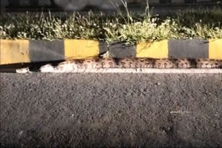 18-foot-long python spotted on Jaipur-Agra highway